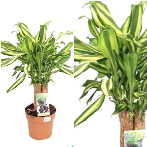 Planta Natural de Dracena Fragans Diamons en Maceta M17