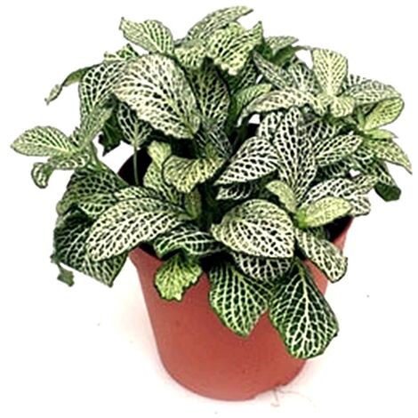 Planta Natural de Fitonia en Maceta M12