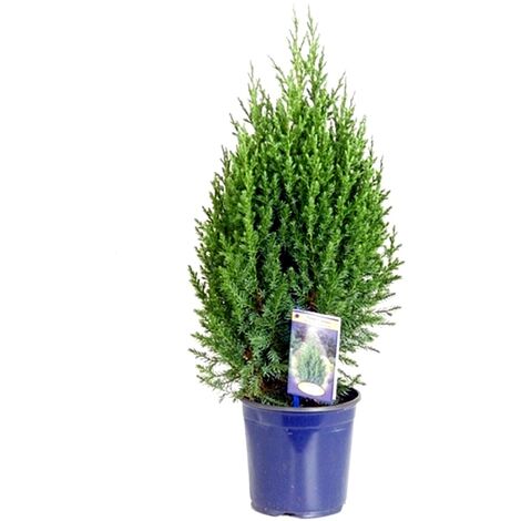 Planta Natural de Juniperus Stricta en Maceta M17