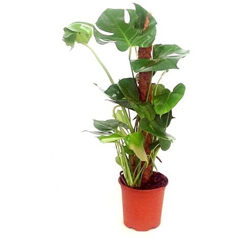 Planta Natural de Monstera Tutor en Maceta M19