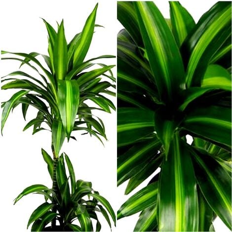 Planta Natural de Palmera Dracena Hawaii Sunshine. 100 Cm