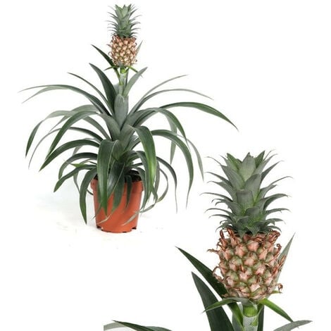Planta Natural de Pi�a. Ananas. Altura 40 - 45 Cm