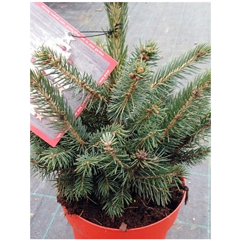 

Planta Natural de Picea Pungens Glauca. Abeto Azul. 45 Cm