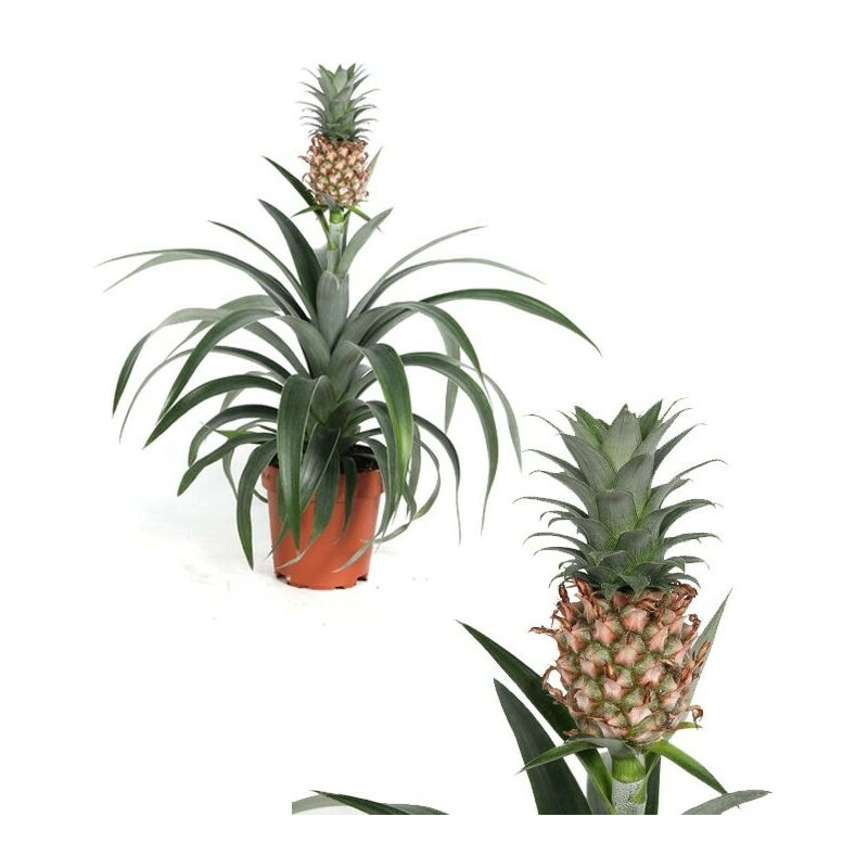 

Planta Natural de Piña. Ananas. Altura 40 - 45 Cm