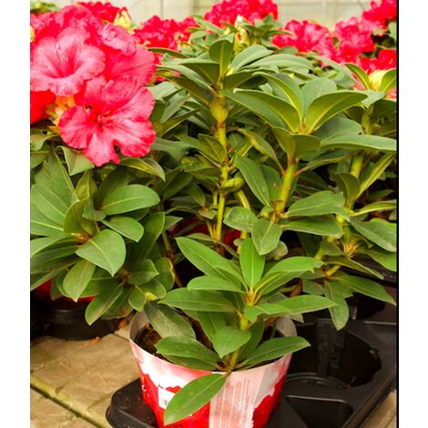 Planta Natural de Rhododendro en Maceta M19