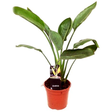 Planta Natural de Strelitzia Reginae en Maceta M17