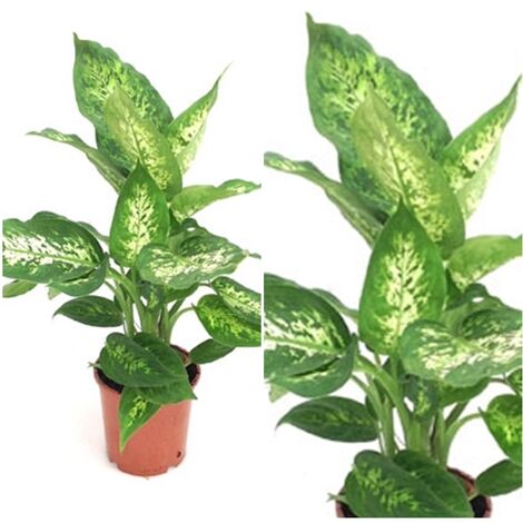 Planta Natural Diafenbachia en Maceta M12