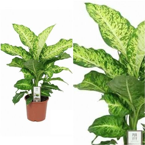 Planta Natural Diafenbachia Mars en Maceta M17