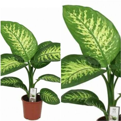 Planta Natural Diafenbachia Tropic en Maceta M17