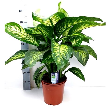 Planta Natural Dieffenbachia Tropic. Altura 80 Cm