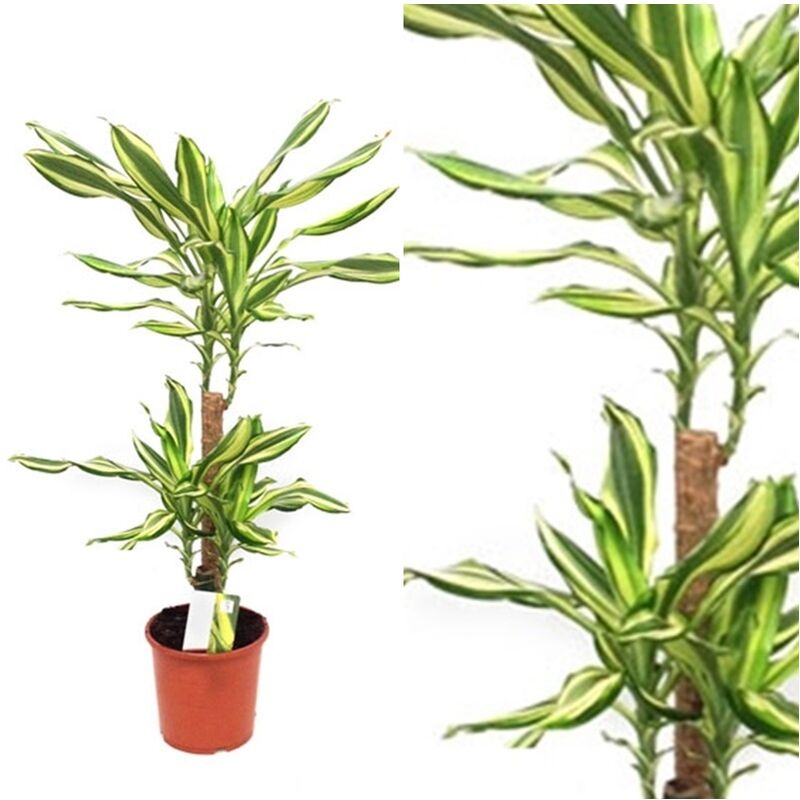 

Planta Natural Dracena Fragans Yellow Coast en Maceta M17