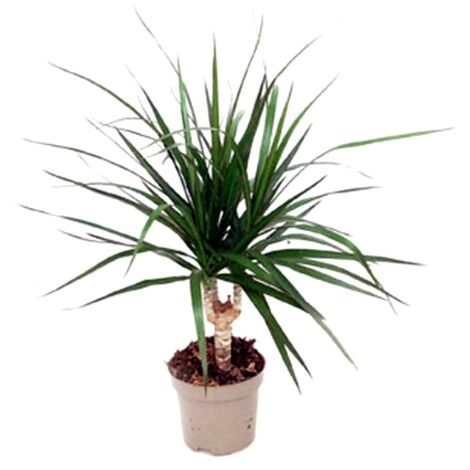 Planta Natural Dracena Marginata en Maceta M12