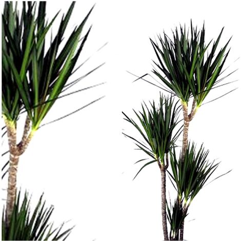 Planta Natural Dr�cena Marginata. 140 Cm