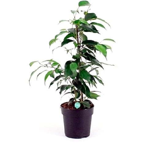 Árbol/ Planta De Ficus Artificial En Maceta, 110 Cm Vidaxl con Ofertas en  Carrefour