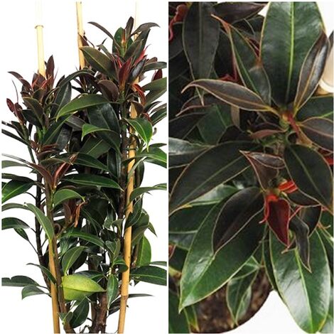 Planta Natural Ficus Elastica Melanie. 90 Cm