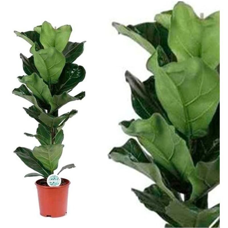 Planta Natural Ficus Lyrata. Altura 120 Cm - 3151864