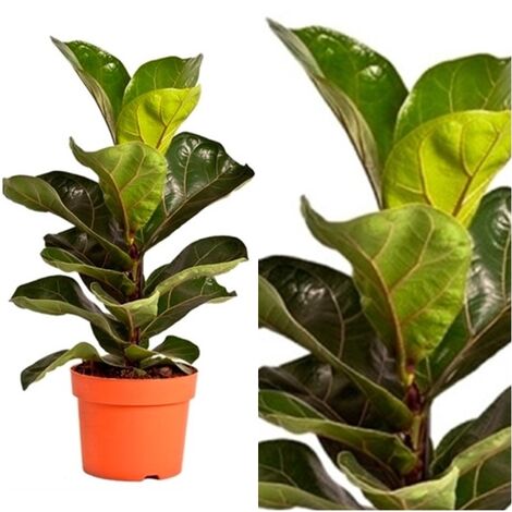 Planta Natural Ficus Lyrata Bambino en Maceta M21