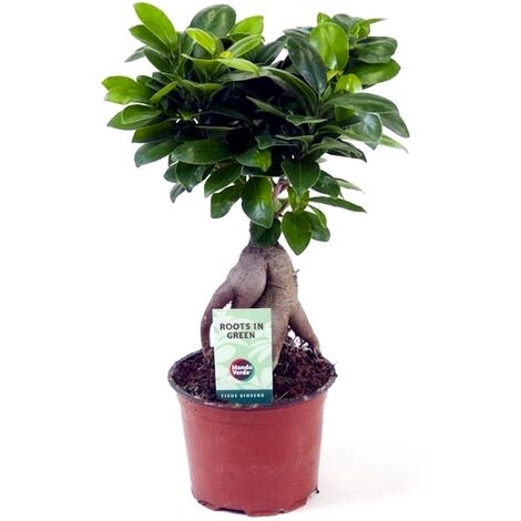 Planta Natural Ficus Microcarpa Ginseng