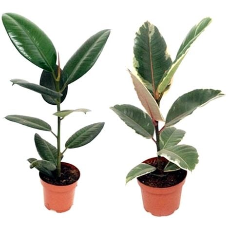 Planta Natural Ficus Robusta en Maceta M13