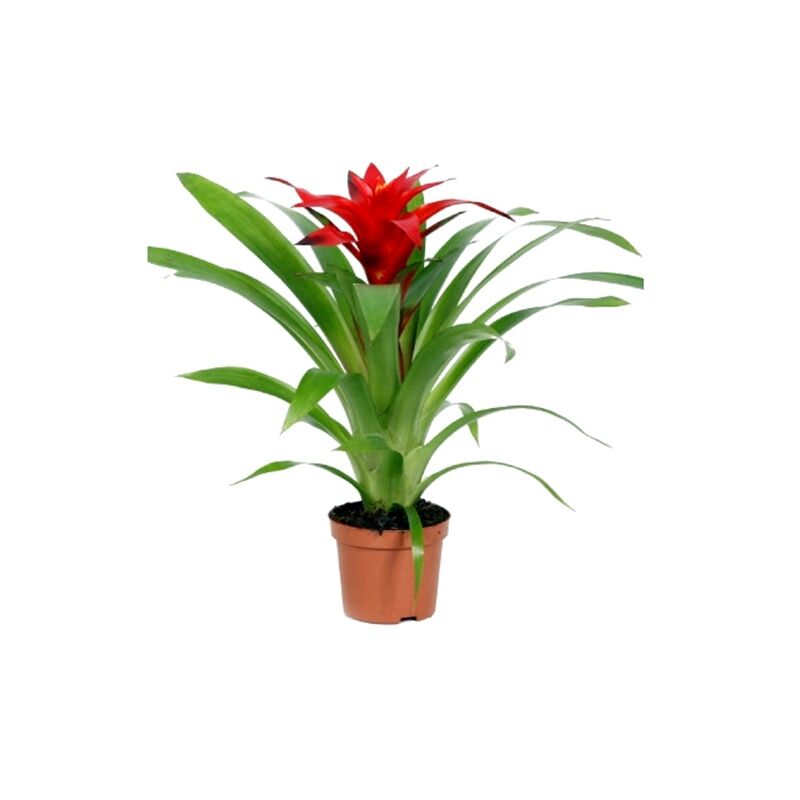 

Planta Natural Guzmania Roja en Maceta de M9