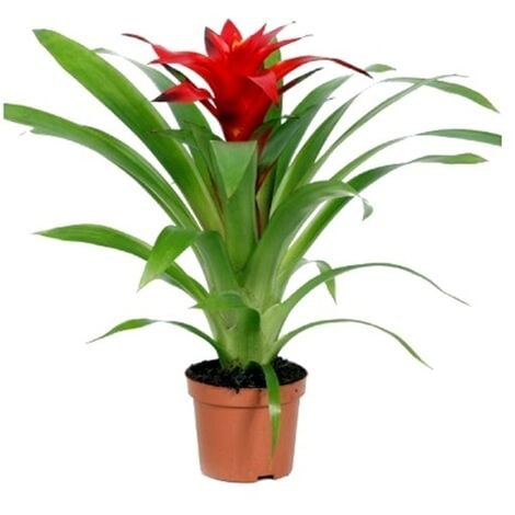 AUTRES Planta Natural Guzmania Roja en Maceta de M9