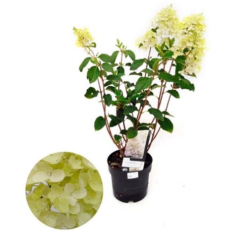 Planta Natural Hortensia Paniculata en Maceta