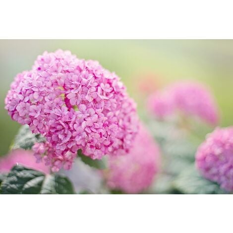 Tierra hortensias