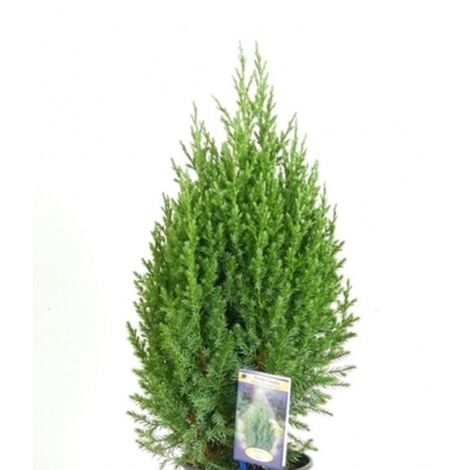 Planta Natural Juniperus Stricta en Maceta M24. 80 Cm