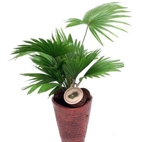 Planta Natural Livistona Deco en Maceta M17