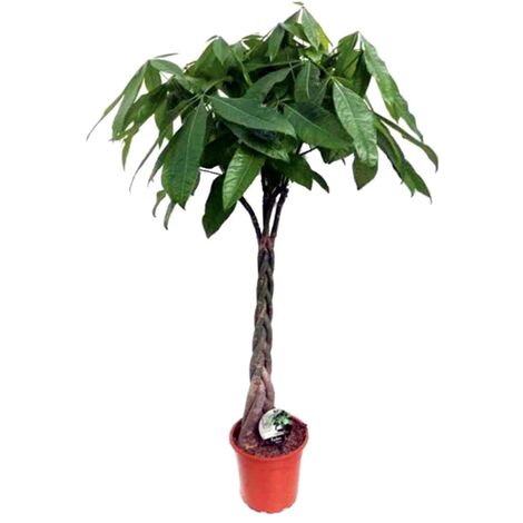 Planta Natural Pachira Acuatica en Maceta M24