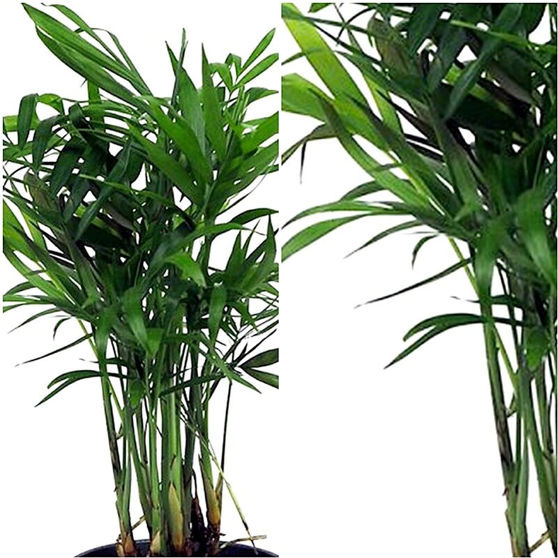 Planta Natural Palmera Chamaedorea. 20 Cm - 3147917