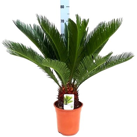 main image of "Planta Natural Palmera Cyca Revoluta. 70 Cm"