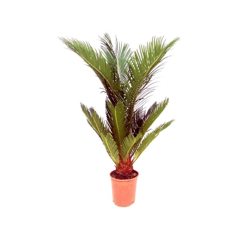 

Planta Natural Palmera Cyca Revoluta en Maceta M17