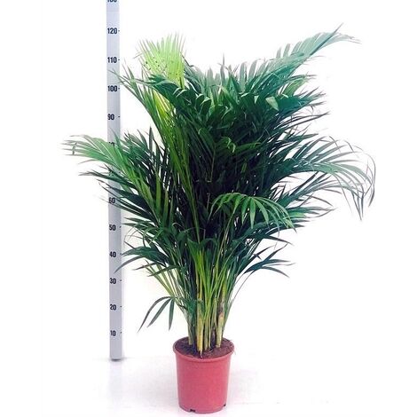 Planta Natural Palmera Dypsis Lutescens. 120 Cm
