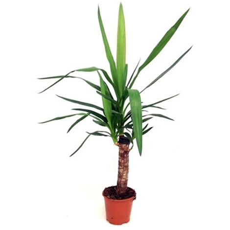 Planta Natural Palmera Yucca Yuca. en Maceta M14