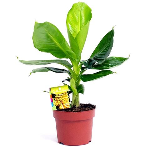 Planta Natural Platanera Musa Tropicana