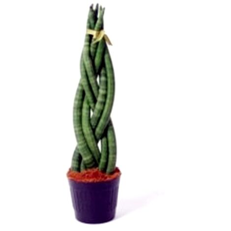 Planta Natural Sansevieria Cylindrica Trenzada