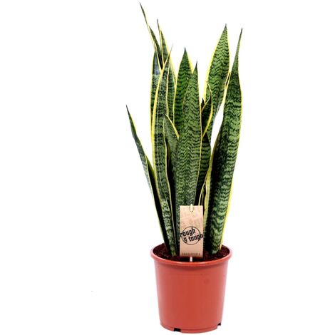 Planta Natural Sansevieria Laurentii. Altura 65 - 70 Cm