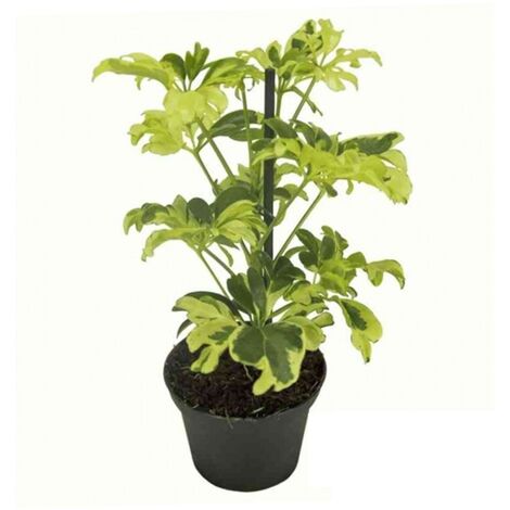 Planta Natural Schefflera Cheflera en Maceta M8