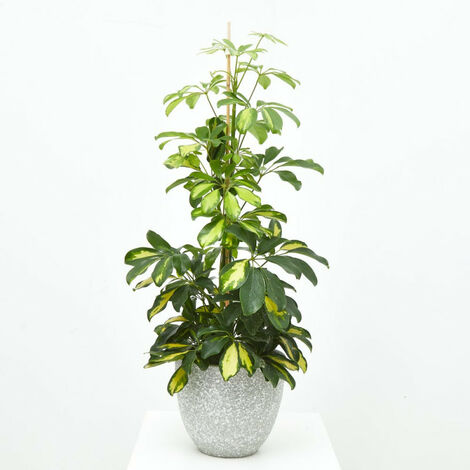 Plantas artificiales grandes baratas