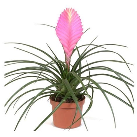 Planta Natural Tillandsia en Maceta M9