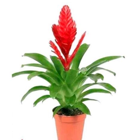 Planta Natural Vriesea Cristiane en Maceta M9