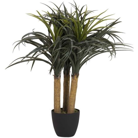 Planta Nolina Recurvata Con Maceta 60X60X75 Cm
