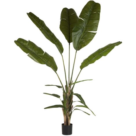Planta Palma Del Viajero Con Maceta 90X90X250 Cm