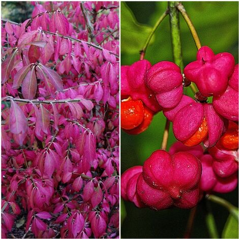 Planta para Setos Evonimo Botenero. Euonymus Europaeus