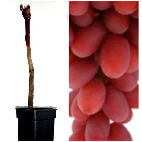 Planta Parra Uva de Mesa Roja Crimson. Sin Pepitas