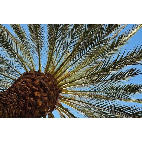 Planta Phoenix Canariensis. Palmera Canaria. 50-60cm