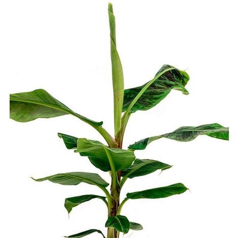 Planta Platanera Canaria. Musa Cavendish. 95 Cm