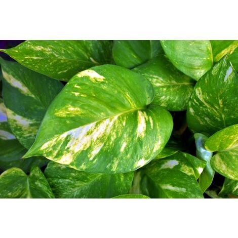 Planta Potho Poto Colgar Colgante. Maceta 11 Cm