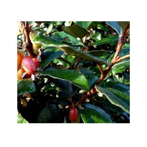 Planta Resistente Elaeagnus X Ebbingei. Altura 30 - 40 Cm